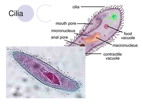 Animal Cell Cilia