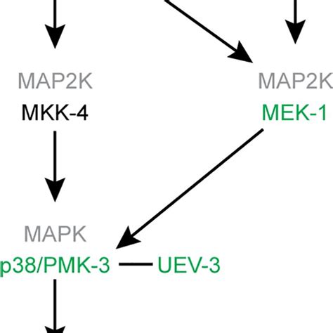 Model Of The Dlk 1 And Mlk 1 Map Kinase Pathways Loss Of Function Of