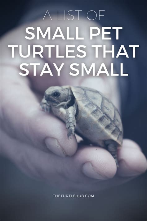 Turtles That Stay Small Artofit