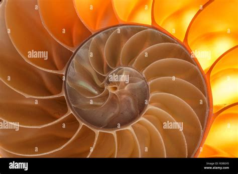 Chambered Nautilus Shell Nautilus Pompilius Stockfotografie Alamy
