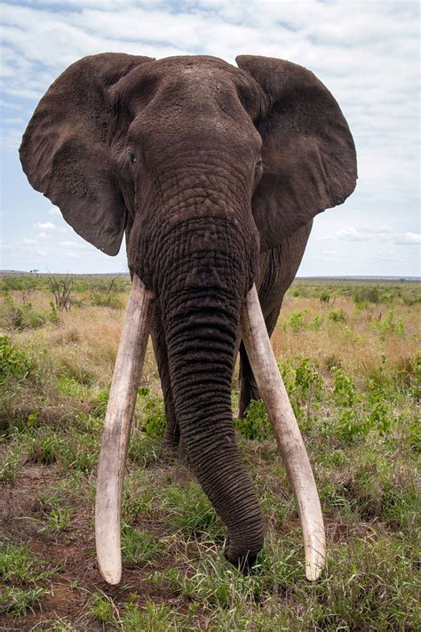 Africas Big Tuskers Elephant Elephants Photos Majestic Animals