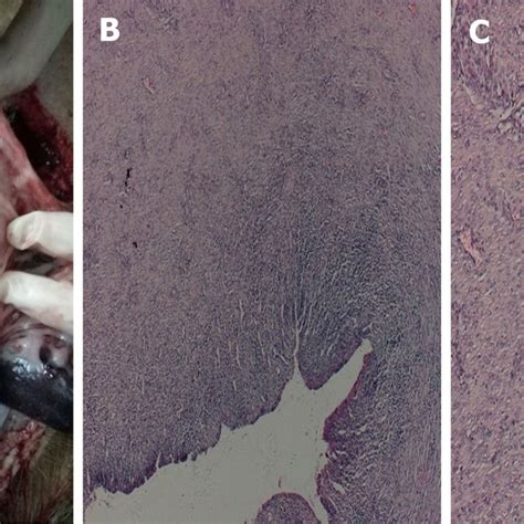 Autopsy And Histological Findings A C Necropsy And Histological