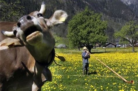 20 Funniest Animal Photobombs Of All Time Everything Mixed