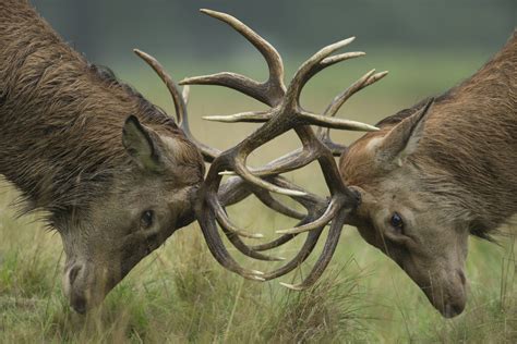 How To Identify Deer Antlers Discover Wildlife