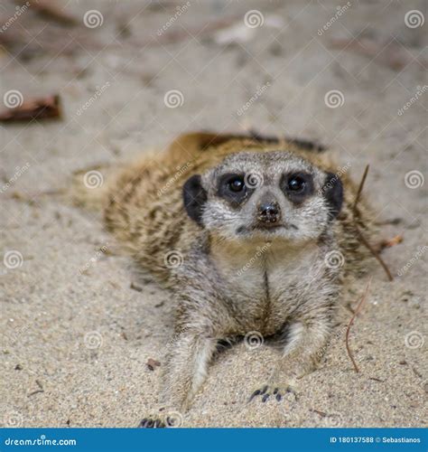 Cute Meerkat Laying Down On The Sand Stock Photo Image Of Animals