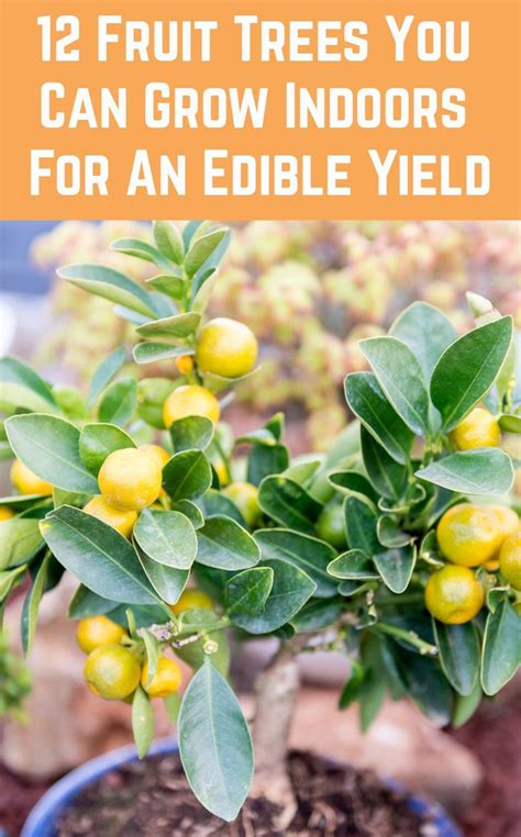 Passion fruit plants do require tropical humidity, so they'll need to be misted every day, and watered once a week. 12 Fruit Trees You Can Grow Indoors For An Edible Yield ...