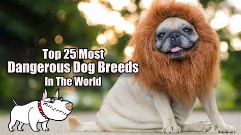 Top 25 Most Dangerous Dog Breeds In The World Most Dangerous Dog