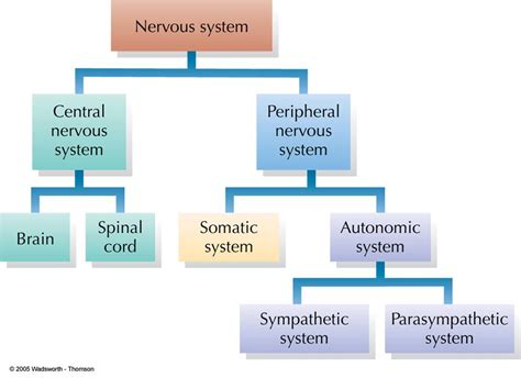 Divisions Of Nervous System Flow Chart