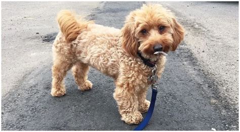 Dachshund Poodle Mix What To Know