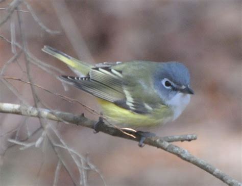 Audubon South Carolina Winter Birds Of Beidler Forest