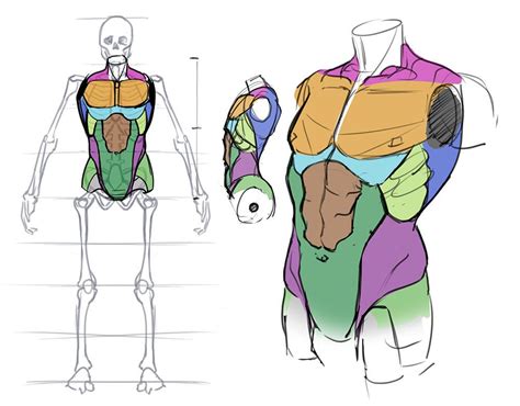 How To Draw The Torso Front View Figure Drawing Reference Anatomy