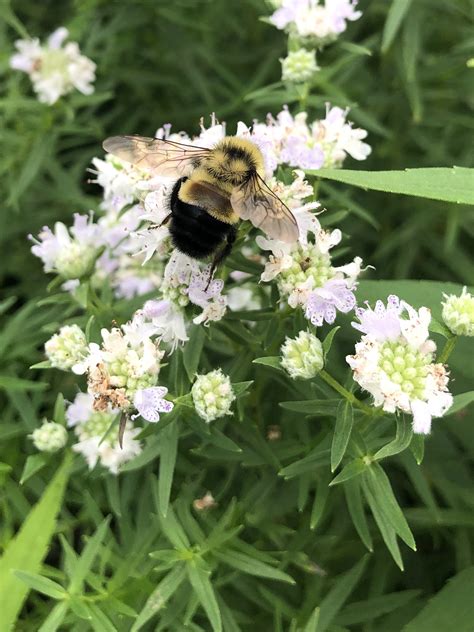 Wisconsin Wildflower Common Mountain Mint Pycnanthemum Virginianum