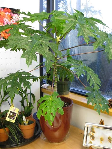 How To Grow Papaya Growing Papaya Tree And Care Balcony Garden Web