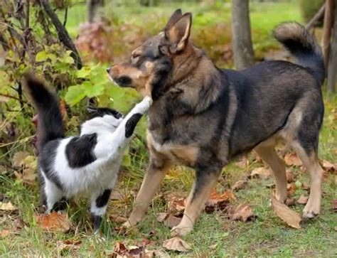 Finally I Find It My Dog Chases My Cat How Do I Stop Him