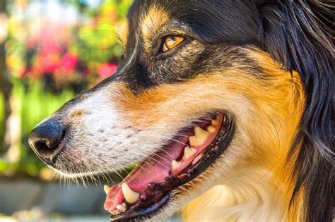 Rotten Dog Teeth What To Do And What To Not Glamorous Dogs