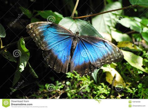 Costa Rica Central America Beautiful Blue Morpho