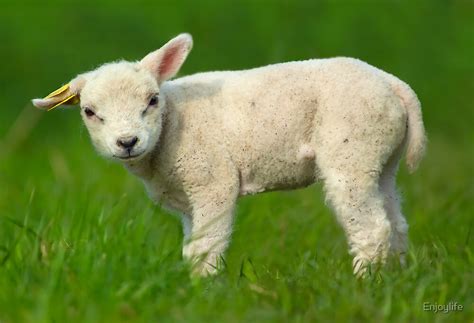 Cute Baby Sheep By Enjoylife Redbubble
