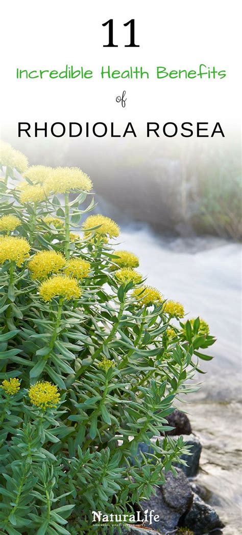 11 Incredible Health Benefits Of Rhodiola Rosea Holistic Healing