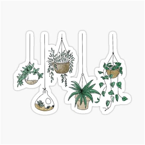 Minimalist Hanging Plant Drawing Ubicaciondepersonascdmxgobmx