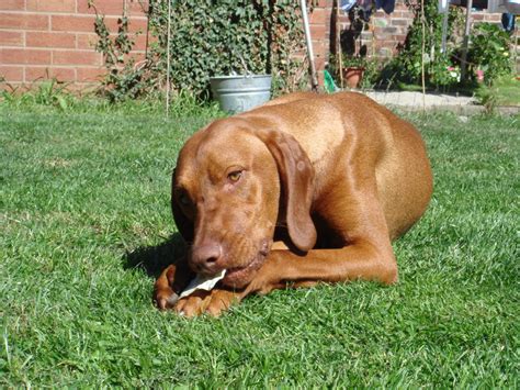 Vizsla Breed Guide Learn About The Vizsla