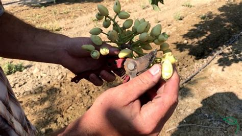 Cómo y cuando cosechar los pistachos Principiantes