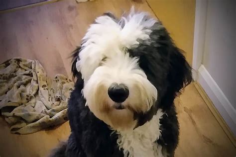 Reverse F1b Sheepadoodle Whats The Deal Sheepadoodle Poodle Mix Aussiedoodle