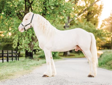 The Rare And Endangered American Cream Draft Horse Lola 2016 With Vrogue