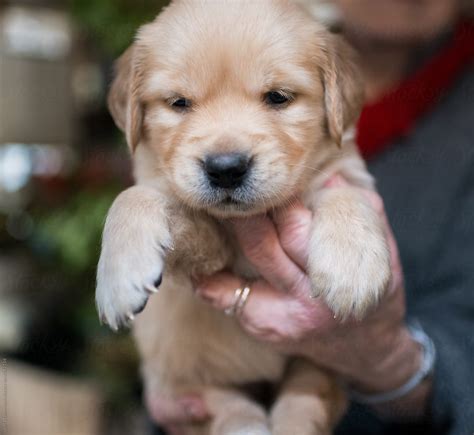 Cute Golden Retriever Puppy Del Colaborador De Stocksy Jeff
