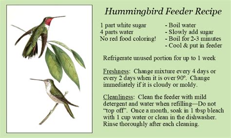 Food For Hummingbirds Feeders Flowers And Bugs Loudoun Wildlife