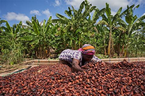 Cocoa Industry Stakeholders Meet To Device Strategies To Secure
