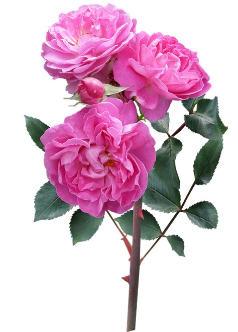 Rose Flower Stem Deep Pink Free Photo On Pixabay