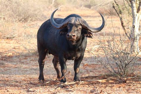 East African Buffalo Bull Plus Minus 47 For Sale Wildlife South