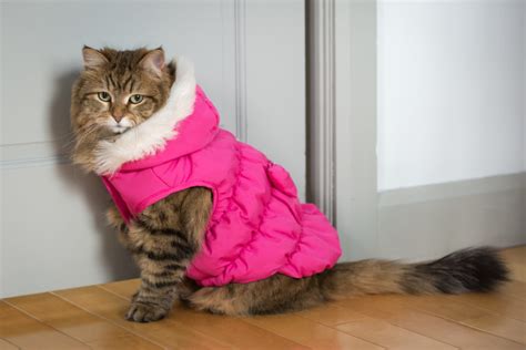 Cat Wearing Fur Coat Tradingbasis