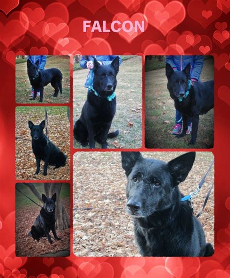 Maybe you would like to learn more about one of these? Adopt Falcon on | German shepherd dogs, Photo collage ...