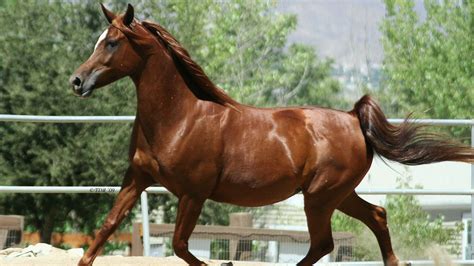 Get great deals on ebay! Arabian Horse Wallpapers, Pictures, Images