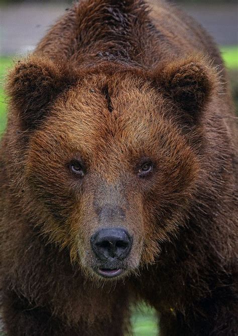 ~~grizzly Bear By Alvino 1883~~ Bear Animals Beautiful Brown Bear