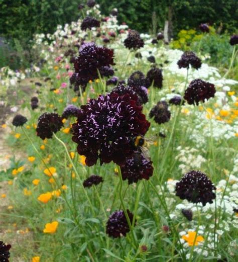 Buy Scabiosa Atropurpurea Black Cat Pincushion Flower