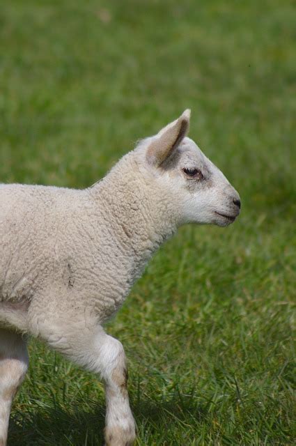 Lamb Sheep Farm Free Photo On Pixabay Pixabay