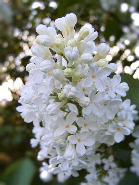 White Lilac By Olgacherkasova On Deviantart
