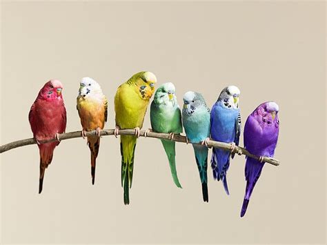 Rainbow Budgies Types Of Pet Birds Birds Pet Birds