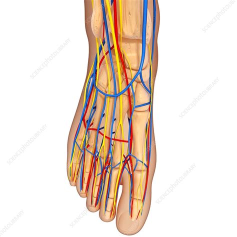 Foot Anatomy Artwork Stock Image F0060254 Science Photo Library