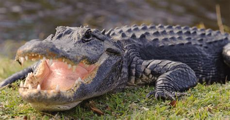 Alligators Are The Engineers Of The Wetlands Fiu News Florida
