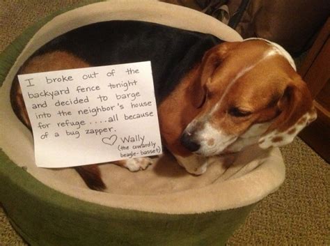 18 Beagles Who Are Almost Too Stubborn For Dogshaming Almost Barkpost