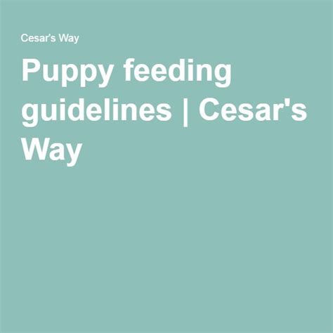 Puppy Feeding Guidelines Schedule And Tips Cesars Way Puppies