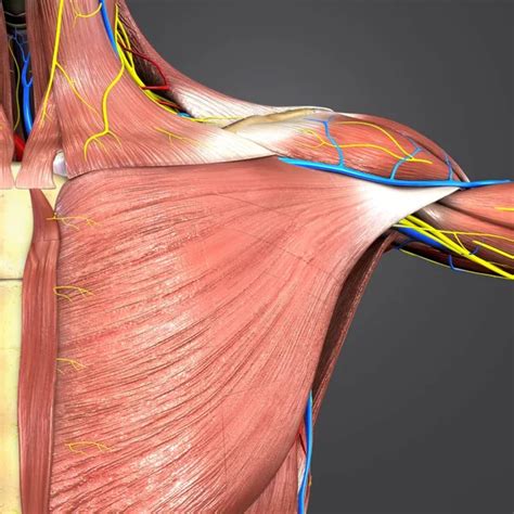 Colorful Medical Illustration Human Shoulder Muscles Circulatory System