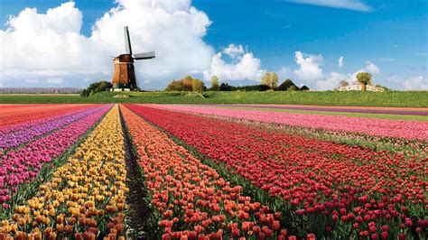 See the beauty of the blooming dutch tulips and other flowers indigenous to holland. Keukenhof, A Haven of Tulips in Amsterdam, The Netherlands ...