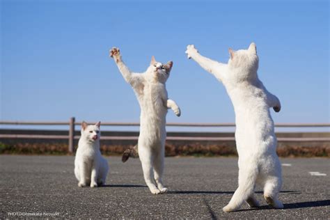 Cat おしゃれまとめの人気アイデア｜pinterest｜makiko Kato 猫＆子猫 猫ネタ キュートな猫