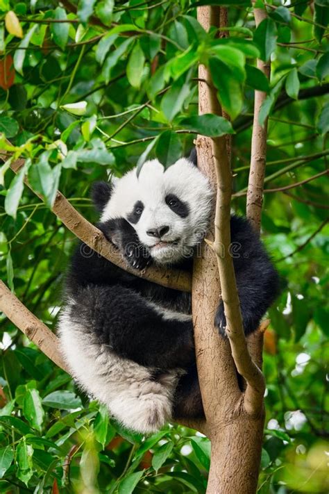 Oso De Panda Gigante En China Imagen De Archivo Imagen De Fauna