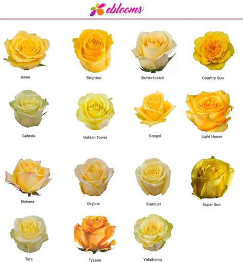 Golden Tower Yellow Rose Variety Ebloomsdirect Eblooms Farm Direct Inc