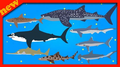 Sharks Sea Animals For Children Learn Sharks Sea Animals Names And